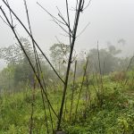 लकडाउनले दिएको जुक्ति ‘वनतरुल खेती’