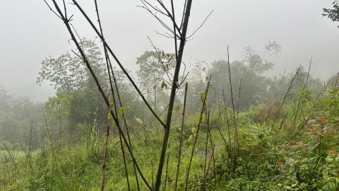 लकडाउनले दिएको जुक्ति ‘वनतरुल खेती’