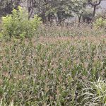 बाँदर आतंकले संकटमा माङसेबुङको रैथान मकै खेती