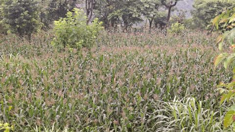बाँदर आतंकले संकटमा माङसेबुङको रैथान मकै खेती