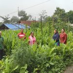 बेसार खेतीतर्फ आकर्षित माङसेबुङका किसान