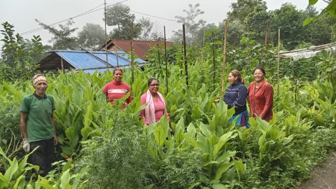 बेसार खेतीतर्फ आकर्षित माङसेबुङका किसान