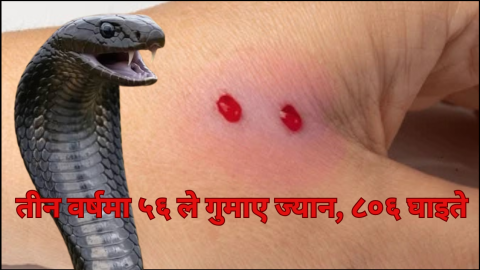 बर्खा र गर्मीसँगै सर्पदंशको उच्च जोखिम