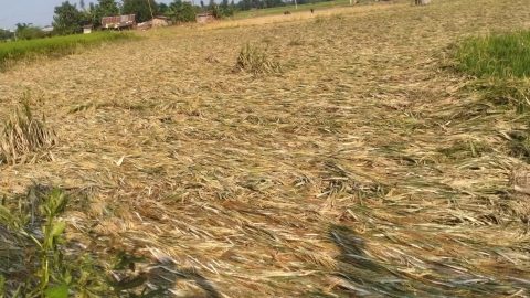 प्रकृति र राज्यको दोहोरो मारमा झापाका किसान